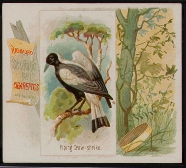 Piping Crow - Shrike